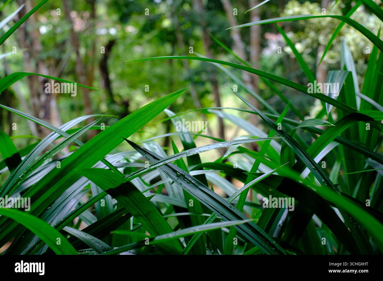 Pandan-Blätter oder Screwpine-Blätter Stockfoto