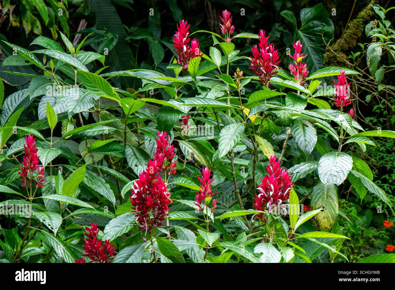 PEREZ ZELEDÓN, PROVINZ SAN JOSÉ, COSTA RICA: Brasilianische rote Mäntelblumen (Megaskepasma erythrochlamys) im Naturschutzgebiet Cloudbridge. Stockfoto