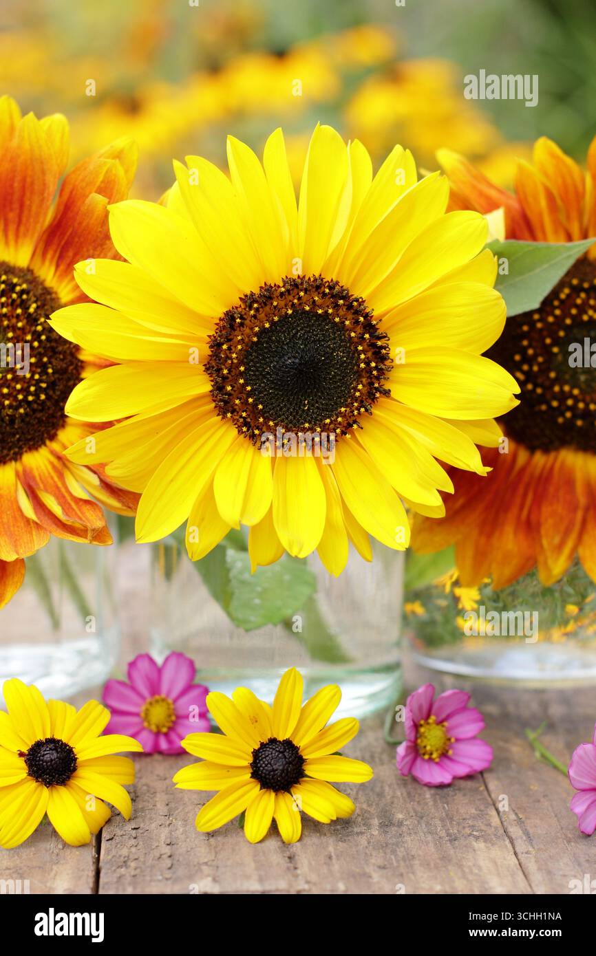 Sommerblumenarrangement mit drei Sonnenblumen in Glasgläsern, die mit rosa Kosmos und gelben Rudbeckia-Blüten in einem Garten Ende August dekoriert sind. UK Stockfoto