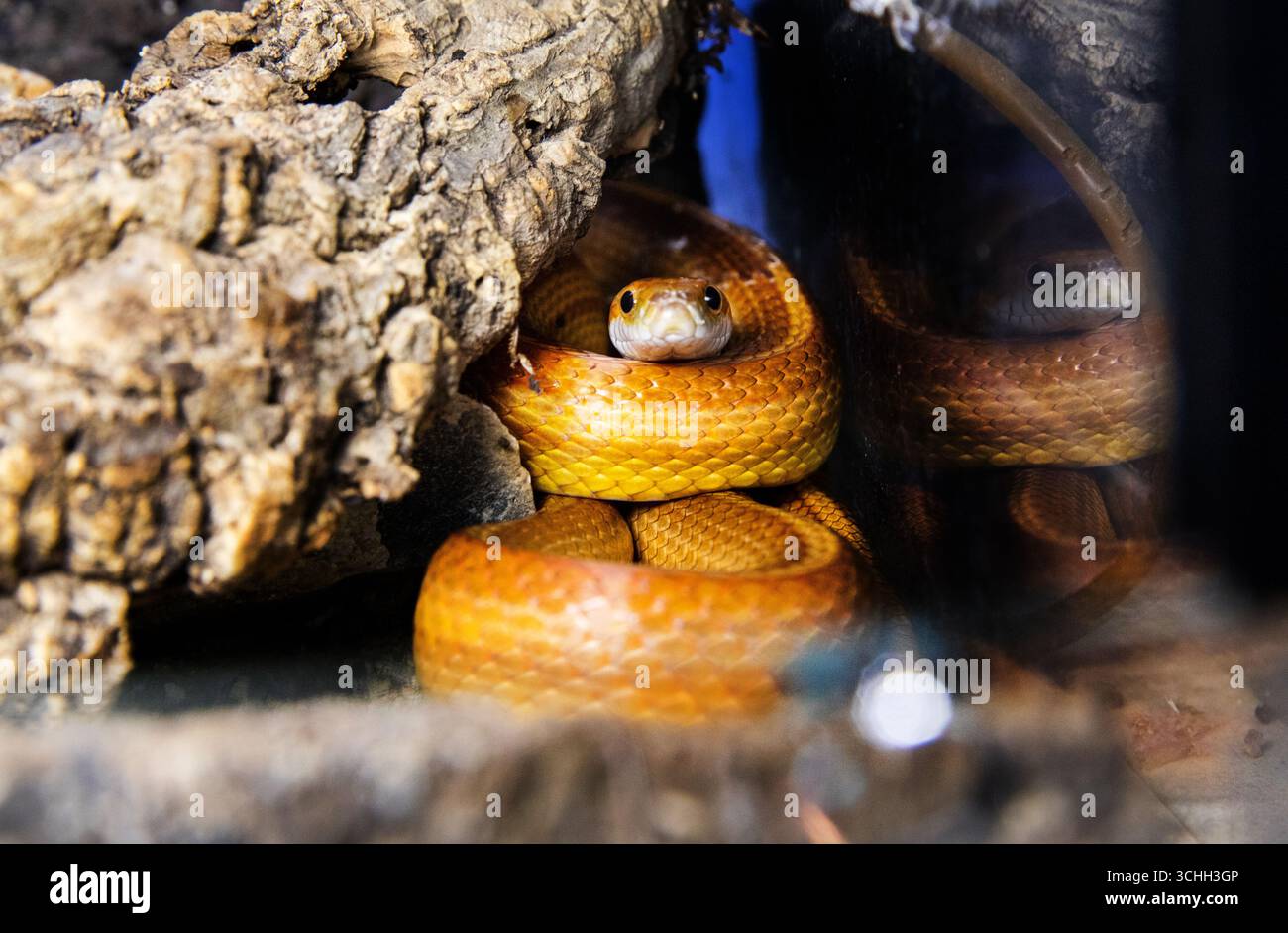 Nahaufnahme einer neugierigen Maisschlange. Schöne gelbe Schlange, Pantherophis guttatus Stockfoto