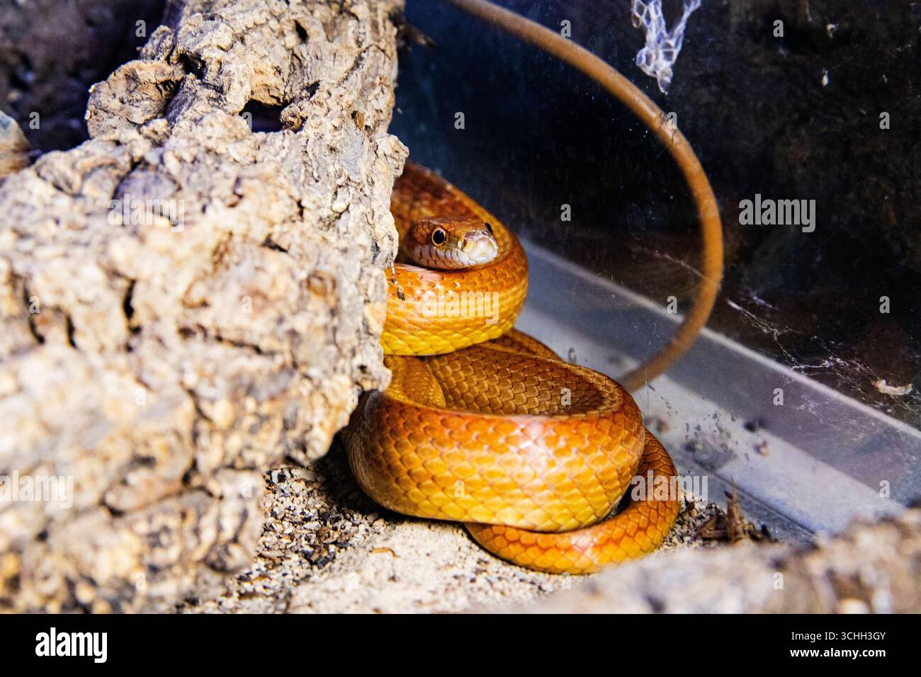 Die Maisschlange ist im Terrarium eingewickelt. Schöne gelbe Schlange, Pantherophis guttatus Stockfoto