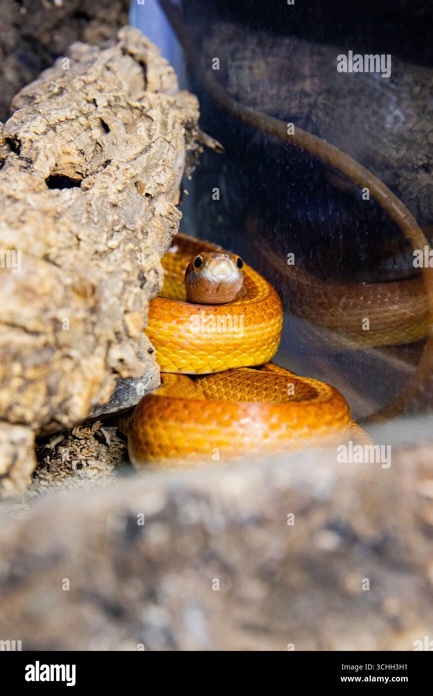 PET-Reptilien in seinem Gehege. Schöne gelbe Schlange, Pantherophis guttatus Stockfoto