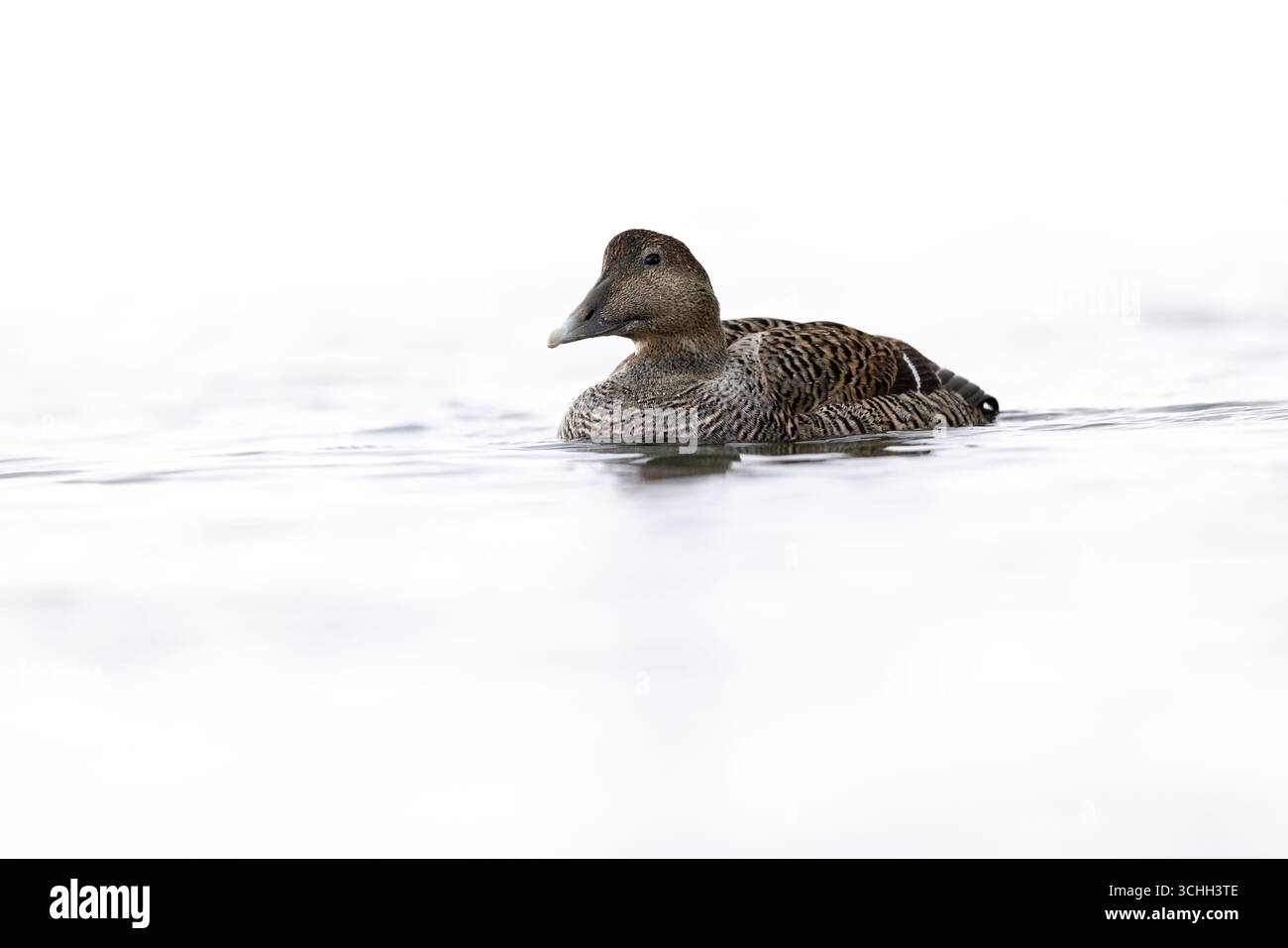 Weibliche Eiderente (Somateria mollissima) Zuchtgefieder im Profil auf dem Wasser, heller/weißer Hintergrund, hochpräzises Foto Stockfoto