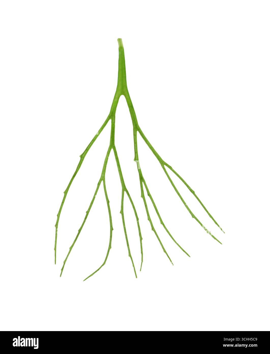 Weiches Hornkraut - Ceratophyllum submersum Stockfoto