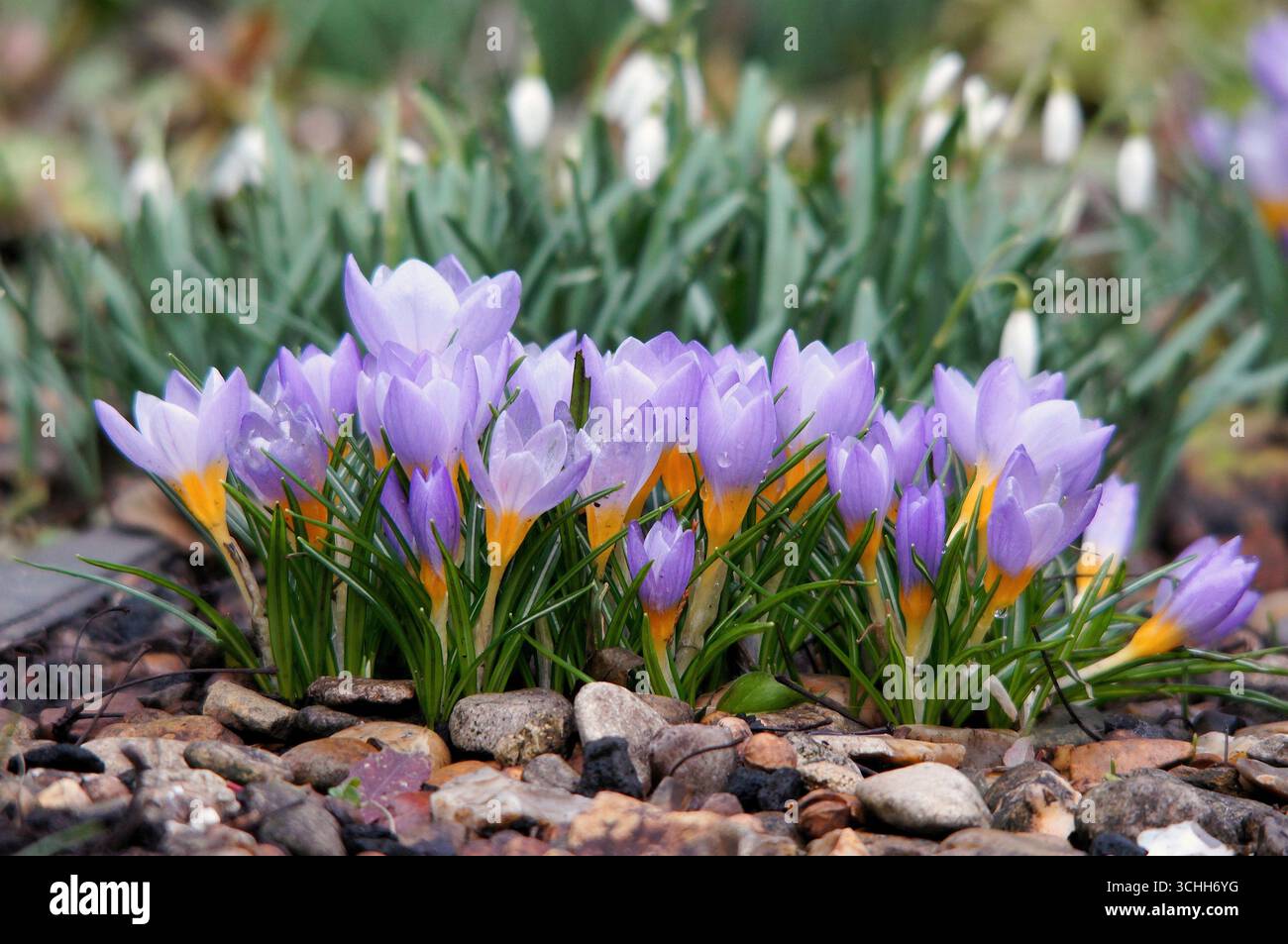 Krokusse blühen in einem Blumenbeet mit Schneeglöckchen im Hintergrund Stockfoto