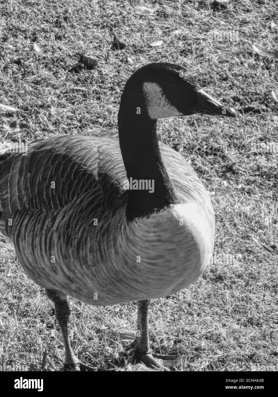 Schwarz-weiß-Foto einer Kanadischen Gans Stockfoto