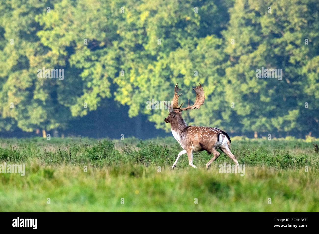 Damwild Rudel vor Brunft Damwild im Herbst Damwild zur Brunftzeit *** Damhirschherde vor dem Rutten von Damhirschen im Herbstbrach während der Rutt s Stockfoto