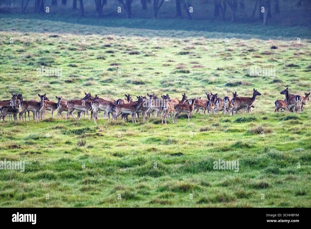 Damwild Rudel vor Brunft Damwild im Herbst Damwild zur Brunftzeit *** Damhirschherde vor dem Rutten von Damhirschen im Herbstbrach während der Rutt s Stockfoto