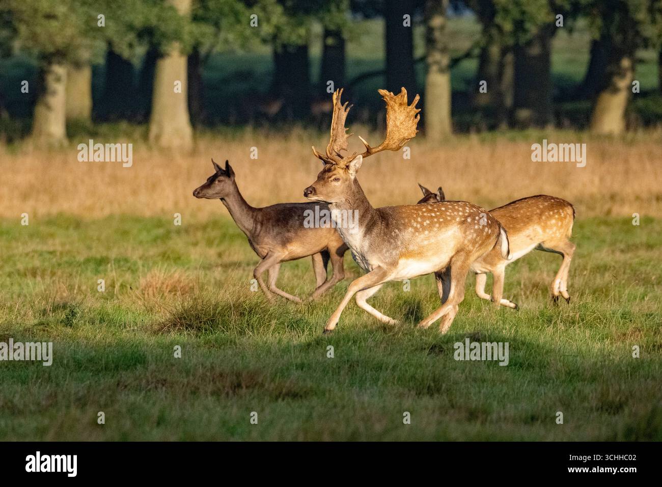 Damwild Rudel vor Brunft Damwild im Herbst Damwild zur Brunftzeit *** Damhirschherde vor dem Rutten von Damhirschen im Herbstbrach während der Rutt s Stockfoto