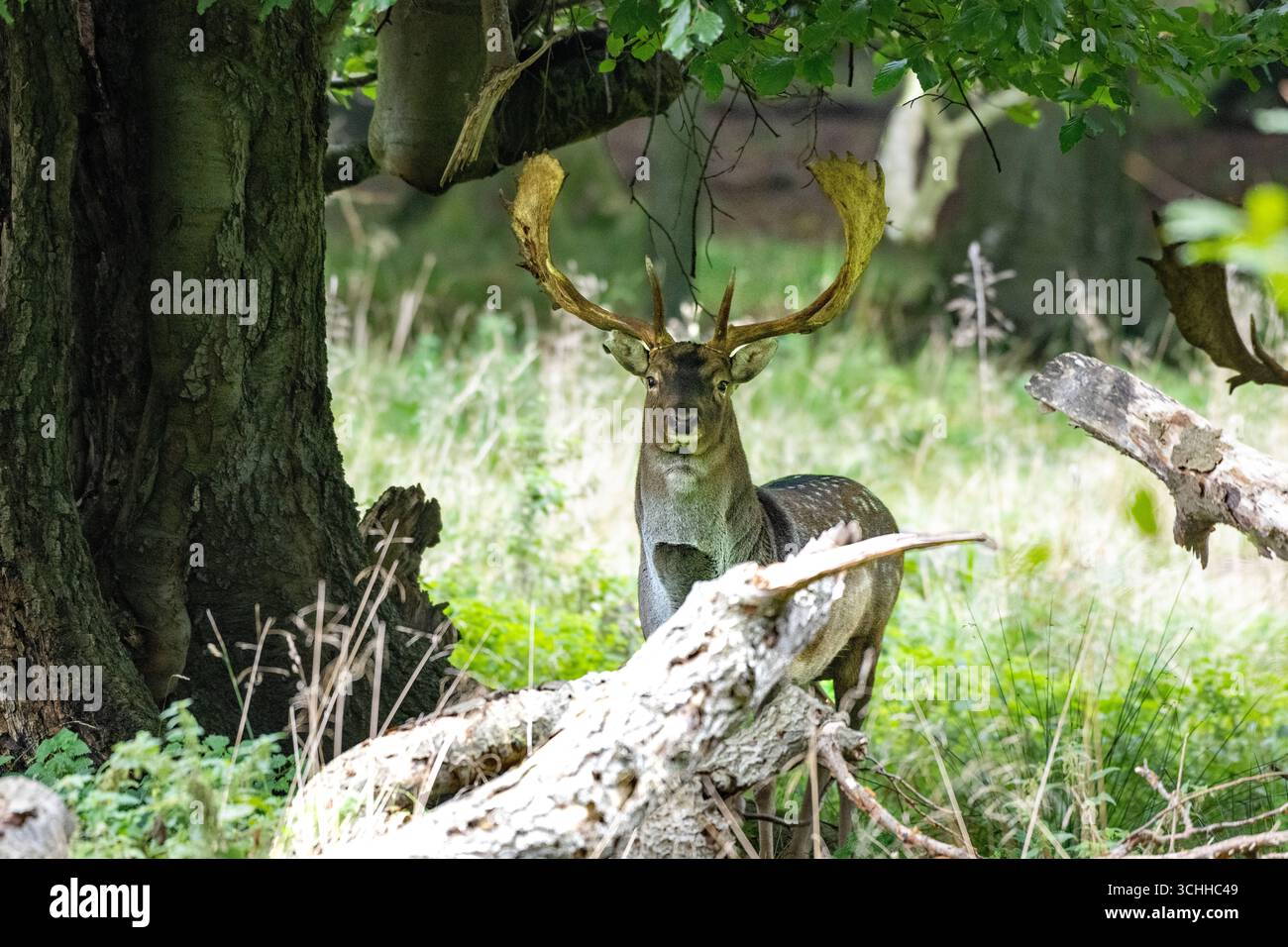 Damwild Rudel vor Brunft Damwild im Herbst Damwild zur Brunftzeit *** Damhirschherde vor dem Rutten von Damhirschen im Herbstbrach während der Rutt s Stockfoto