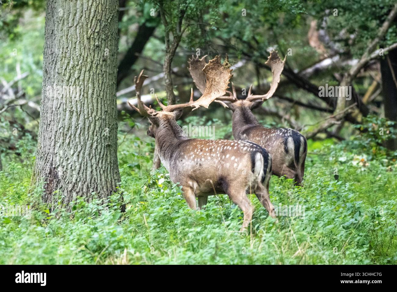 Damwild Rudel vor Brunft Damwild im Herbst Damwild zur Brunftzeit *** Damhirschherde vor dem Rutten von Damhirschen im Herbstbrach während der Rutt s Stockfoto