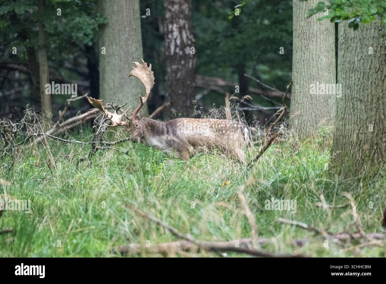 Damwild Rudel vor Brunft Damwild im Herbst Damwild zur Brunftzeit *** Damhirschherde vor dem Rutten von Damhirschen im Herbstbrach während der Rutt s Stockfoto