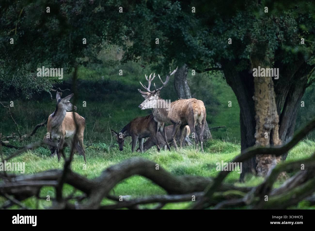 Damwild Rudel vor Brunft Damwild im Herbst Damwild zur Brunftzeit *** Damhirschherde vor dem Rutten von Damhirschen im Herbstbrach während der Rutt s Stockfoto