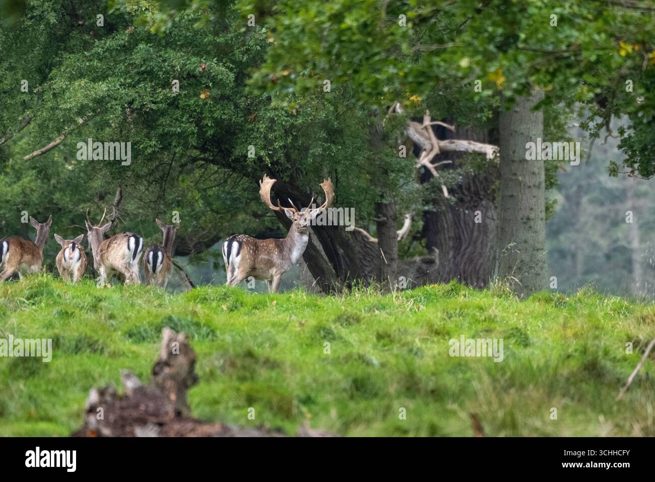 Damwild Rudel vor Brunft Damwild im Herbst Damwild zur Brunftzeit *** Damhirschherde vor dem Rutten von Damhirschen im Herbstbrach während der Rutt s Stockfoto