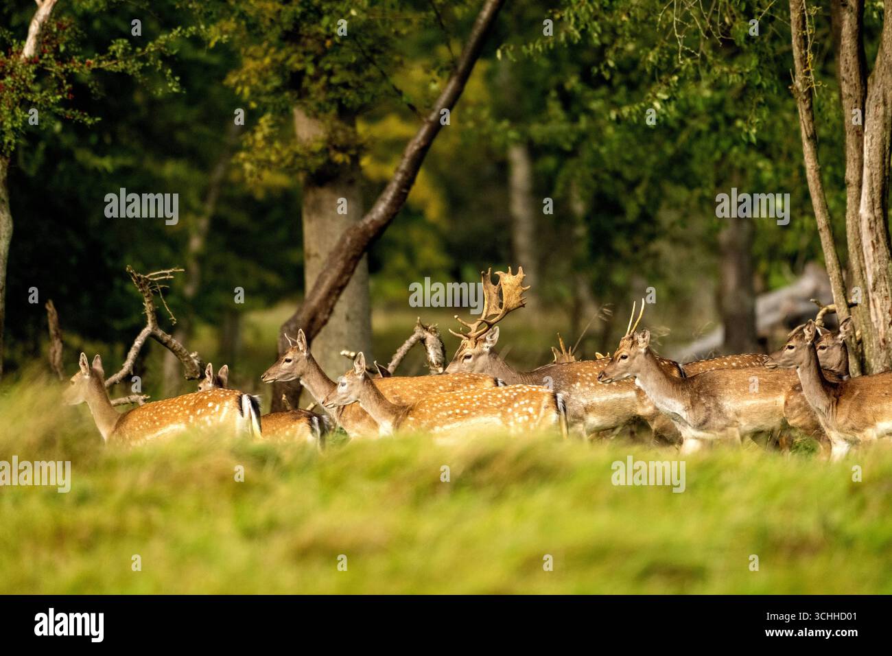 Damwild Rudel vor Brunft Damwild im Herbst Damwild zur Brunftzeit *** Damhirschherde vor dem Rutten von Damhirschen im Herbstbrach während der Rutt s Stockfoto