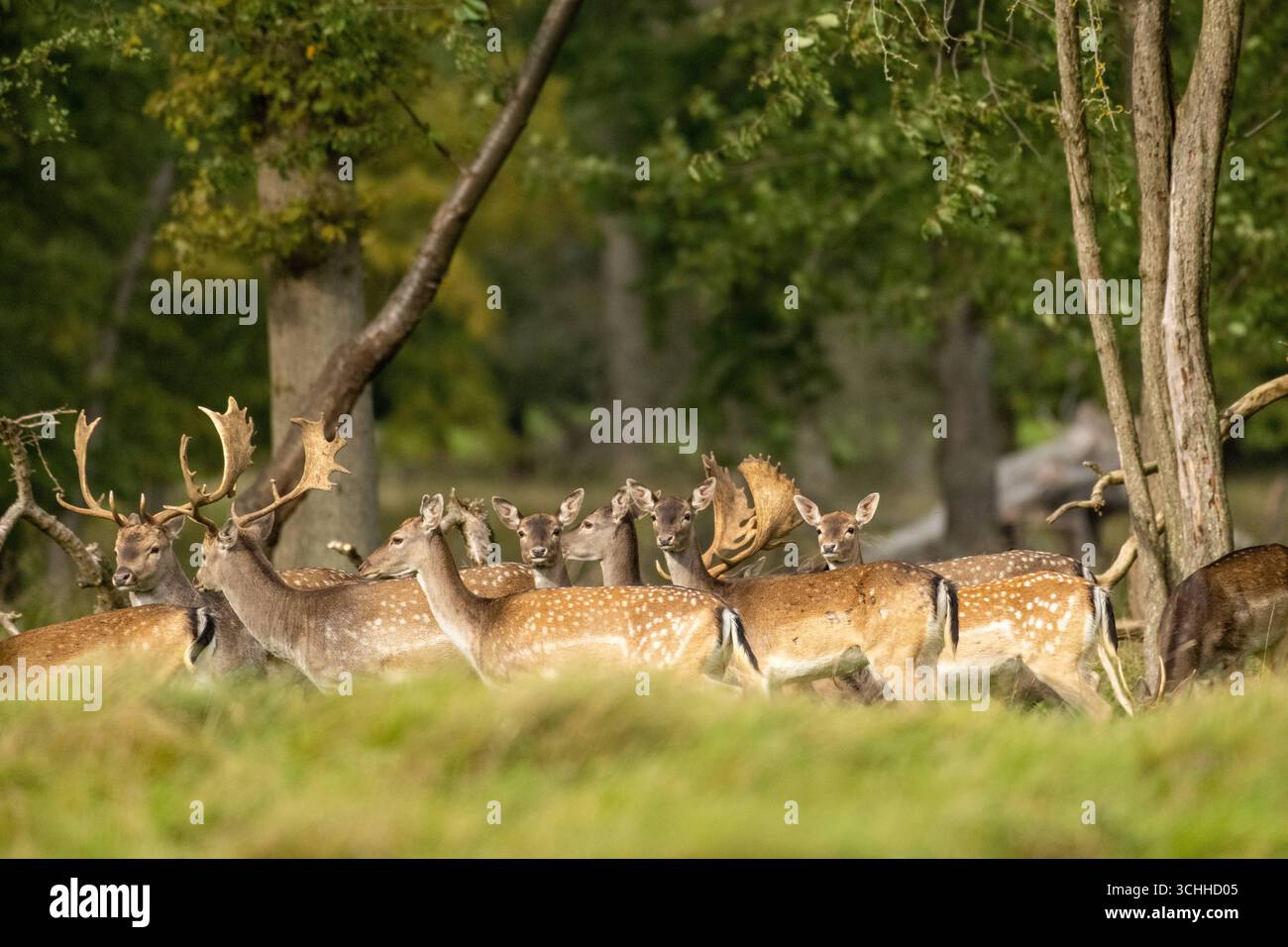 Damwild Rudel vor Brunft Damwild im Herbst Damwild zur Brunftzeit *** Damhirschherde vor dem Rutten von Damhirschen im Herbstbrach während der Rutt s Stockfoto