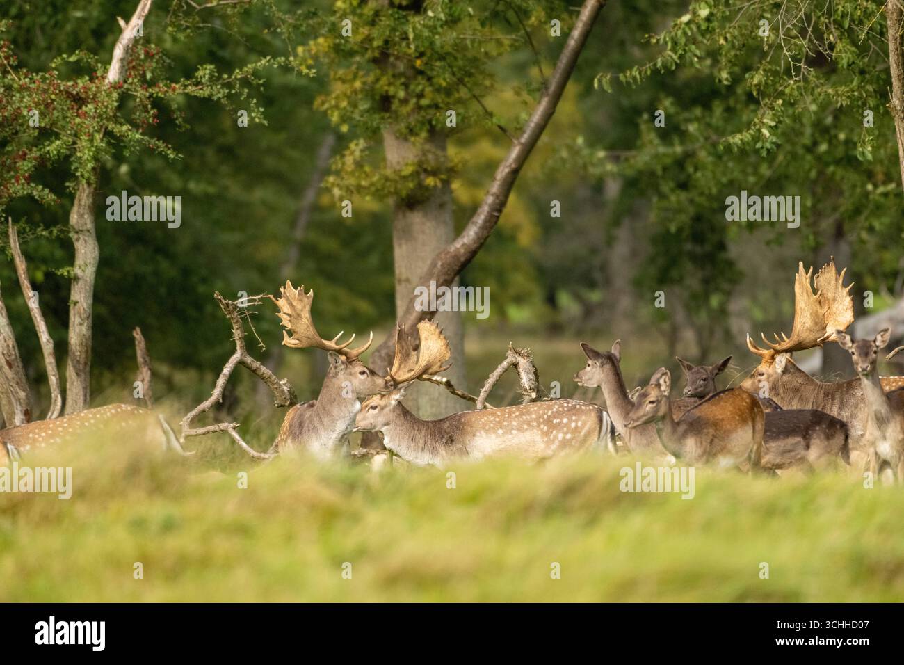 Damwild Rudel vor Brunft Damwild im Herbst Damwild zur Brunftzeit *** Damhirschherde vor dem Rutten von Damhirschen im Herbstbrach während der Rutt s Stockfoto