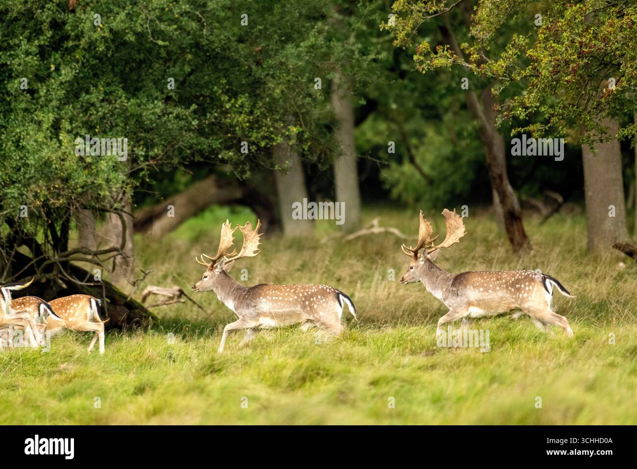 Damwild Rudel vor Brunft Damwild im Herbst Damwild zur Brunftzeit *** Damhirschherde vor dem Rutten von Damhirschen im Herbstbrach während der Rutt s Stockfoto