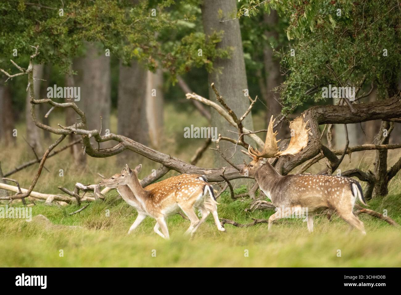 Damwild Rudel vor Brunft Damwild im Herbst Damwild zur Brunftzeit *** Damhirschherde vor dem Rutten von Damhirschen im Herbstbrach während der Rutt s Stockfoto