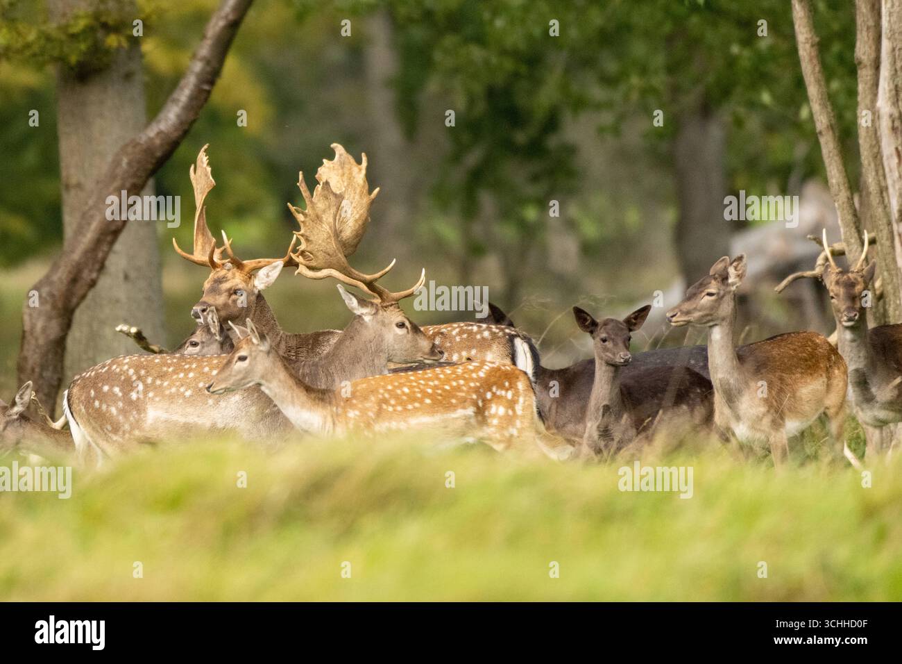 Damwild Rudel vor Brunft Damwild im Herbst Damwild zur Brunftzeit *** Damhirschherde vor dem Rutten von Damhirschen im Herbstbrach während der Rutt s Stockfoto
