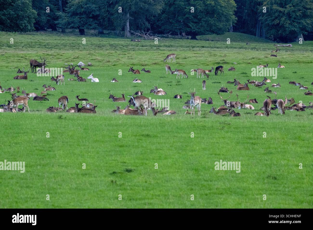 Damwild Rudel vor Brunft Damwild im Herbst Damwild zur Brunftzeit *** Damhirschherde vor dem Rutten von Damhirschen im Herbstbrach während der Rutt s Stockfoto