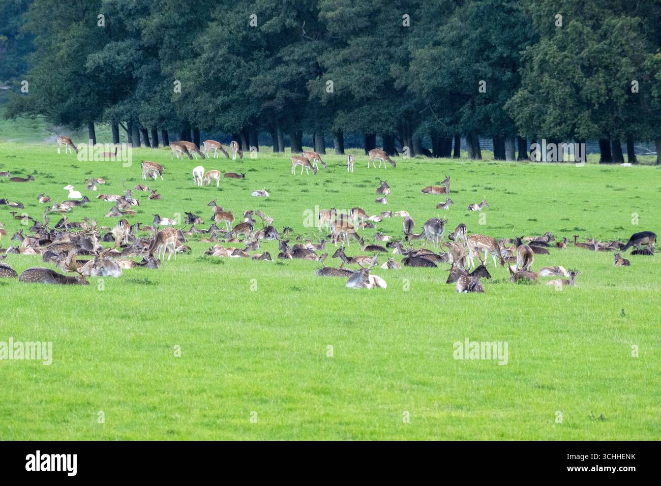 Damwild Rudel vor Brunft Damwild im Herbst Damwild zur Brunftzeit *** Damhirschherde vor dem Rutten von Damhirschen im Herbstbrach während der Rutt s Stockfoto