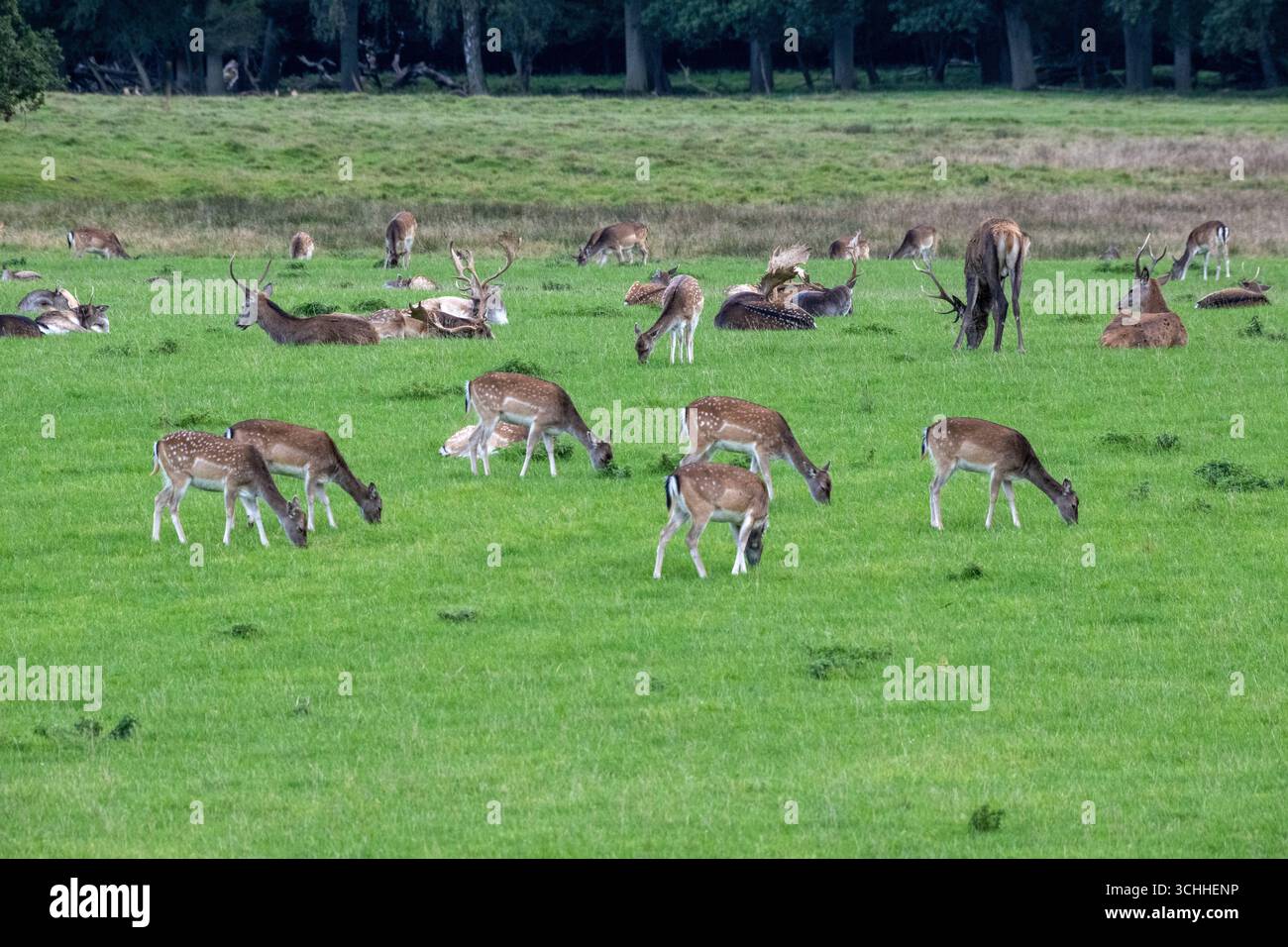 Damwild Rudel vor Brunft Damwild im Herbst Damwild zur Brunftzeit *** Damhirschherde vor dem Rutten von Damhirschen im Herbstbrach während der Rutt s Stockfoto