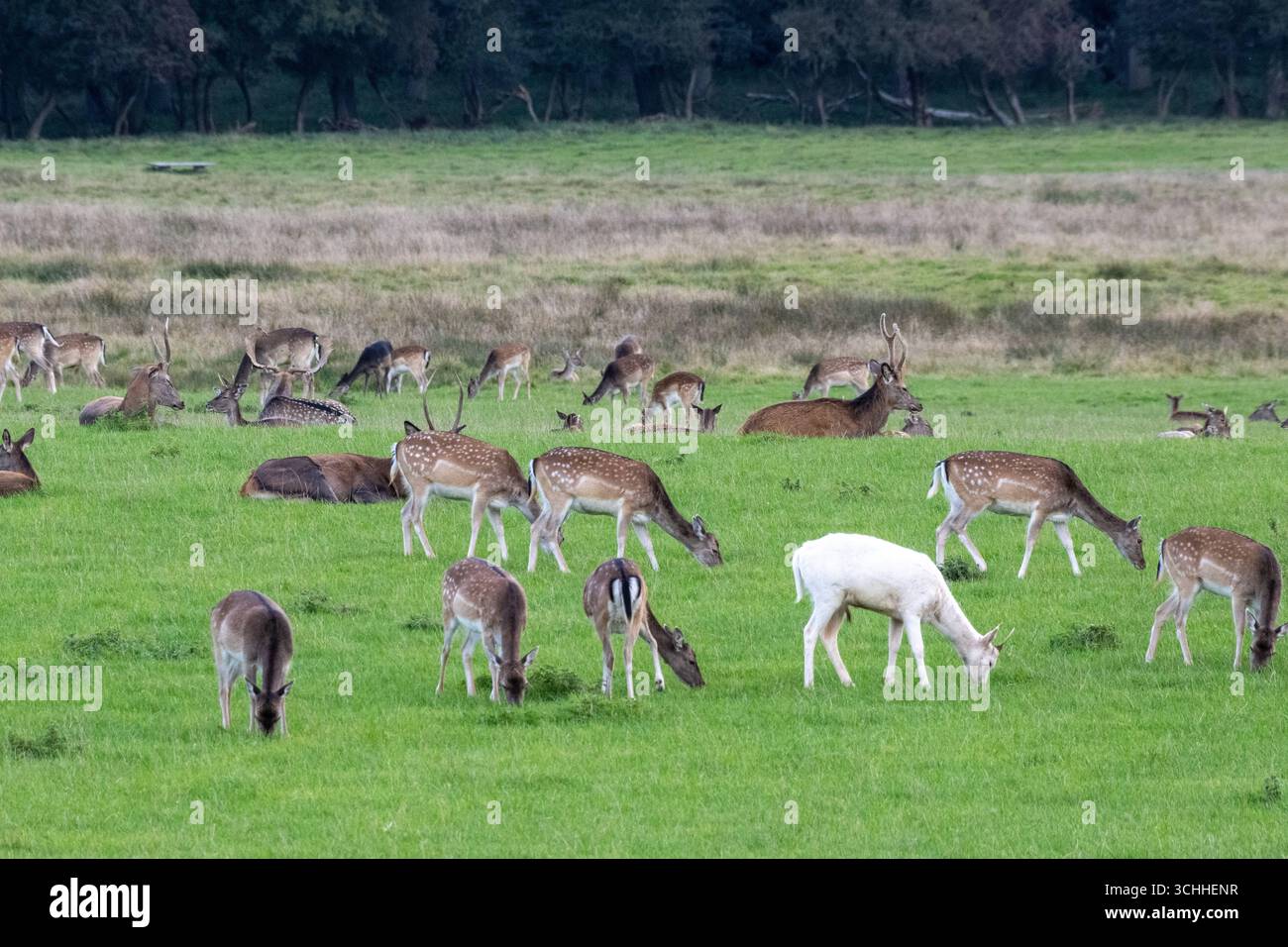 Damwild Rudel vor Brunft Damwild im Herbst Damwild zur Brunftzeit *** Damhirschherde vor dem Rutten von Damhirschen im Herbstbrach während der Rutt s Stockfoto