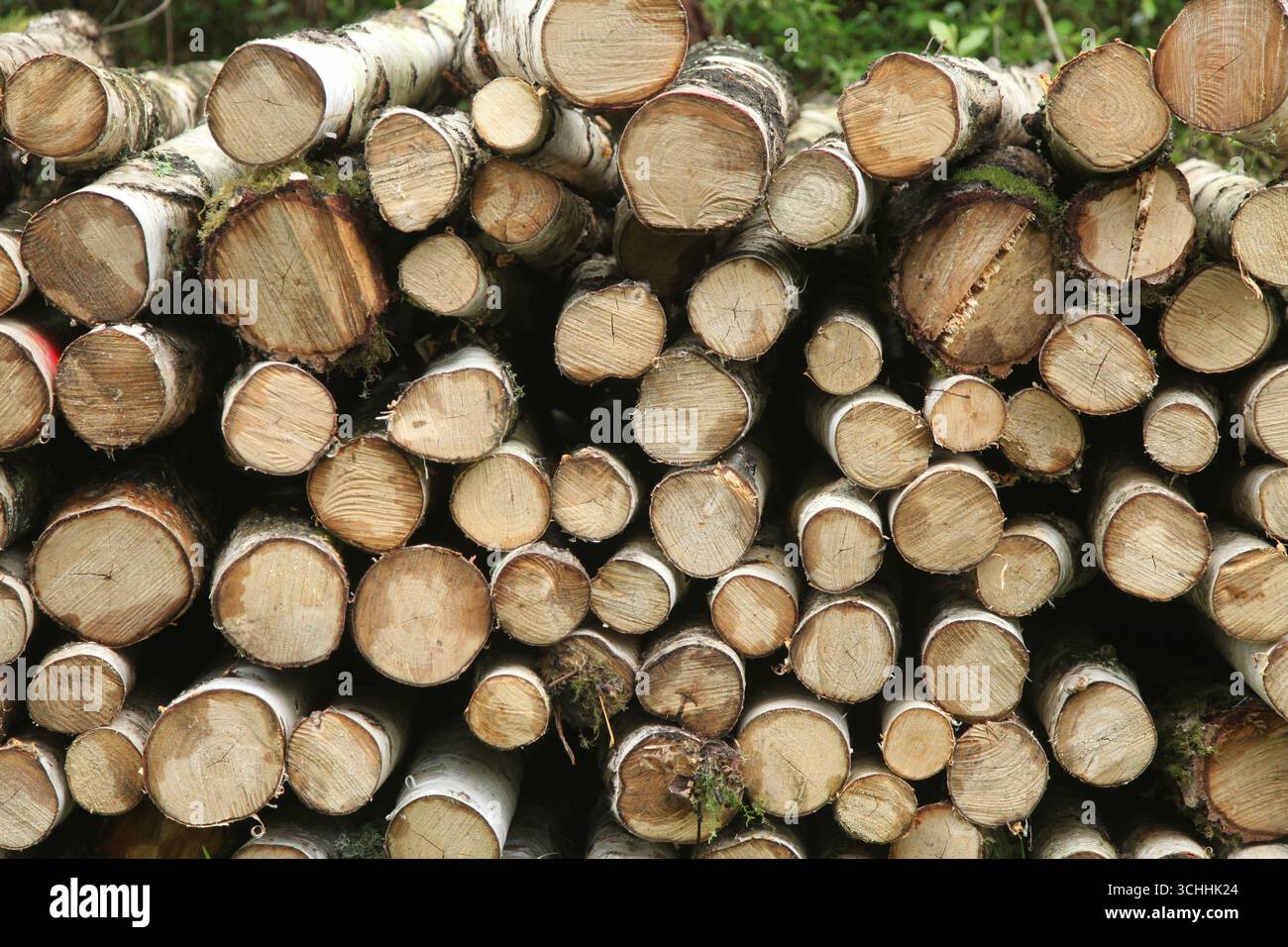 Ein Haufen gesägter Silberbirke (Betula pendula) Holzstämme im Wald Ashtead, Surrey, England, Großbritannien, 2025 Stockfoto