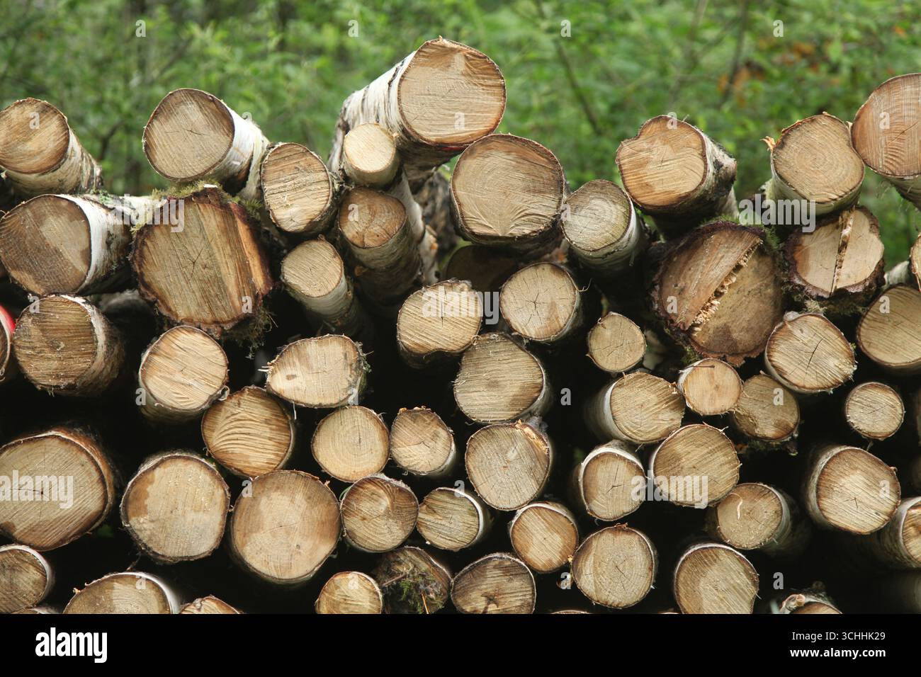 Ein Haufen gesägter Silberbirke (Betula pendula) Holzstämme im Wald Ashtead, Surrey, England, Großbritannien, 2025 Stockfoto