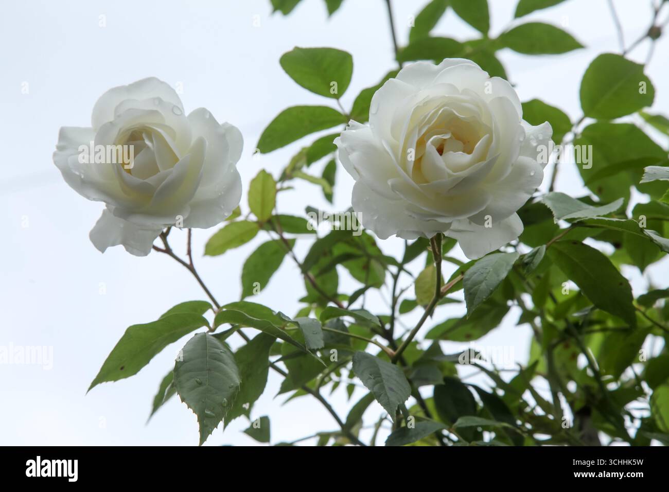 Ein Paar weiße Rosen, die im Freien mit Morgentau wachsen, East Horsley, Surrey, England, Großbritannien, 2025 Stockfoto