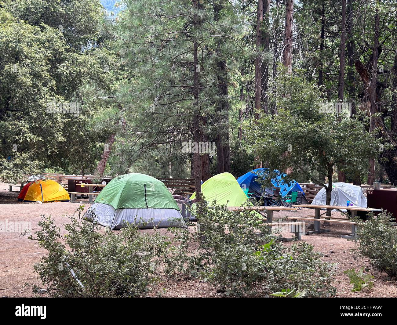 Mehrere farbenfrohe Campingzelte stehen auf einem Waldcampingplatz mit Picknicktischen und hohen Kiefern, was einen klassischen Outdoor-Campingplatz schafft - Smartphone-aufgenommenes Stockfoto