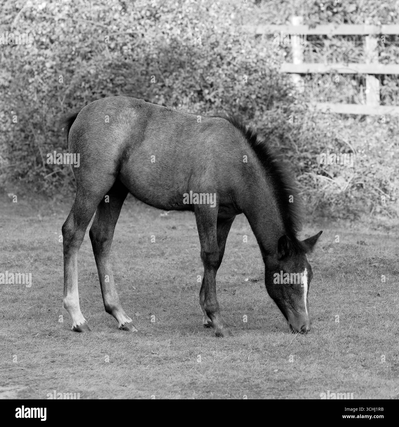 Schwarz-weiß-Foto eines grauen New Forest Ponyfohlen mit einem weißen Kopfstreifen, der das Gras frisst, nach rechts mit Ginster und einem Zaun dahinter Stockfoto
