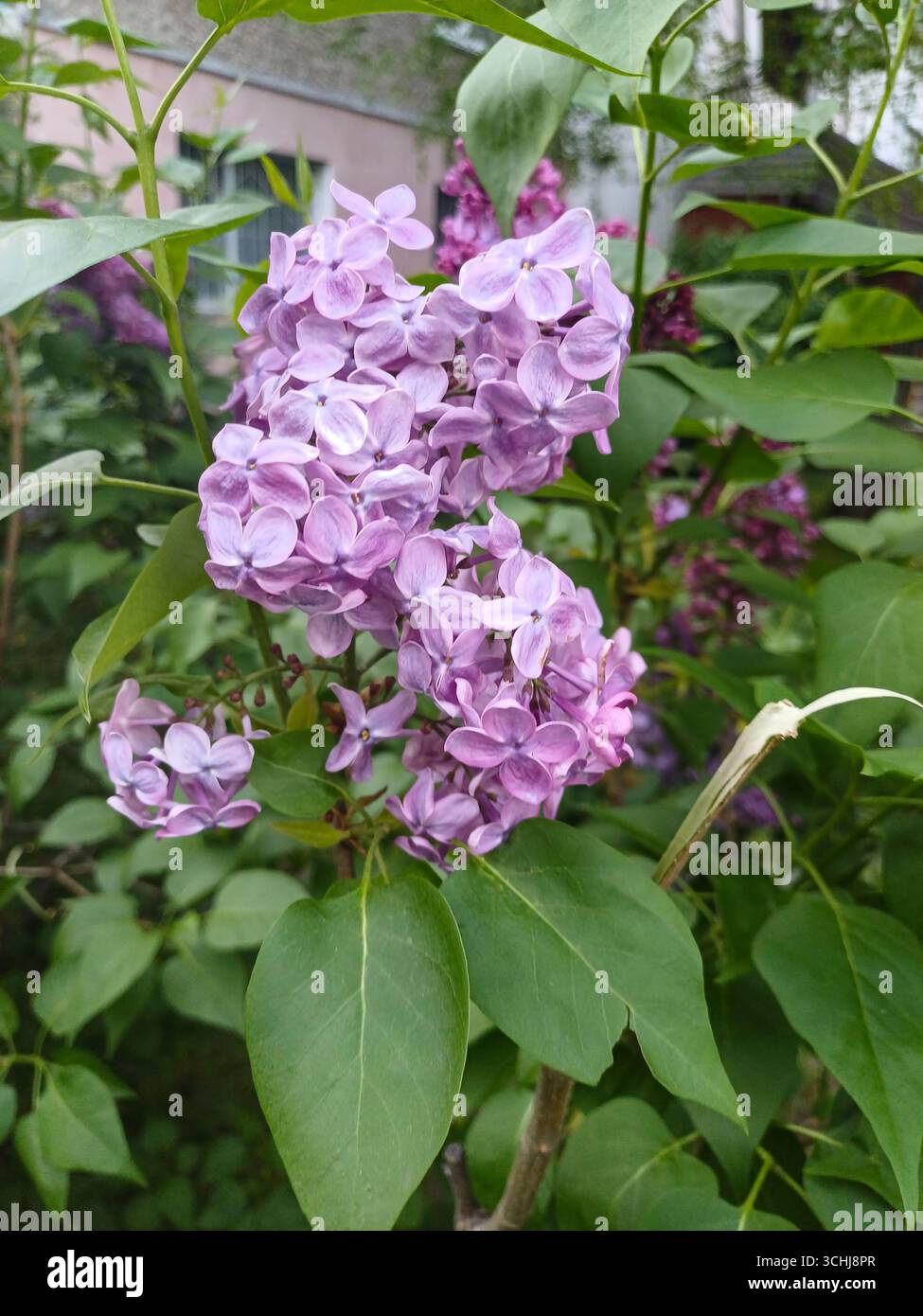 Blassviolette Fliederblüten blühen zwischen leuchtend grünen Blättern Stockfoto