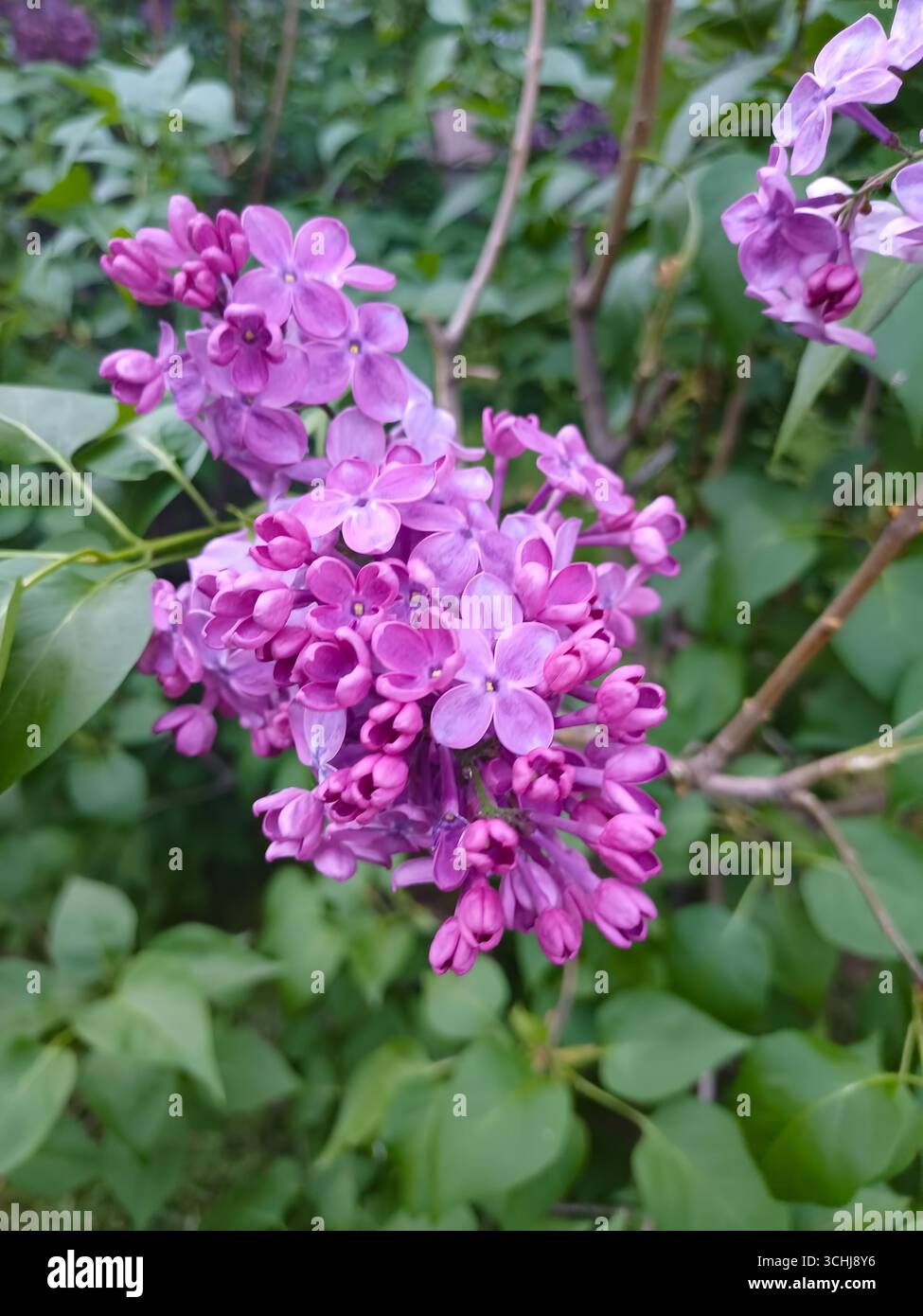 Leuchtend lila Blüten blühen zwischen üppig grünen Blättern Stockfoto