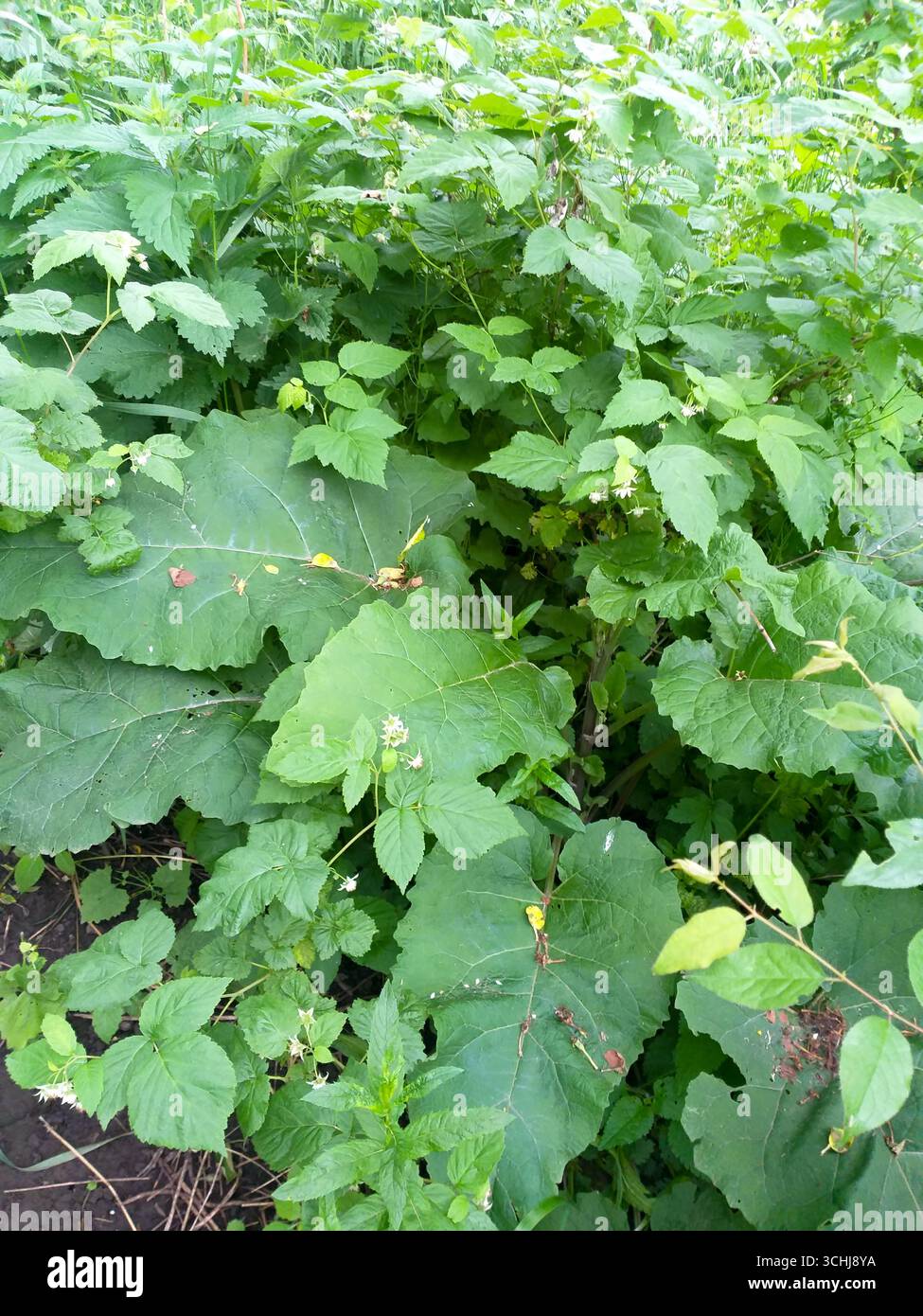 Ein großer, üppiger Klettenbusch, umgeben von dichtem Grün, einschließlich Brennnessel, Himbeere und anderen wilden Pflanzen. Stockfoto