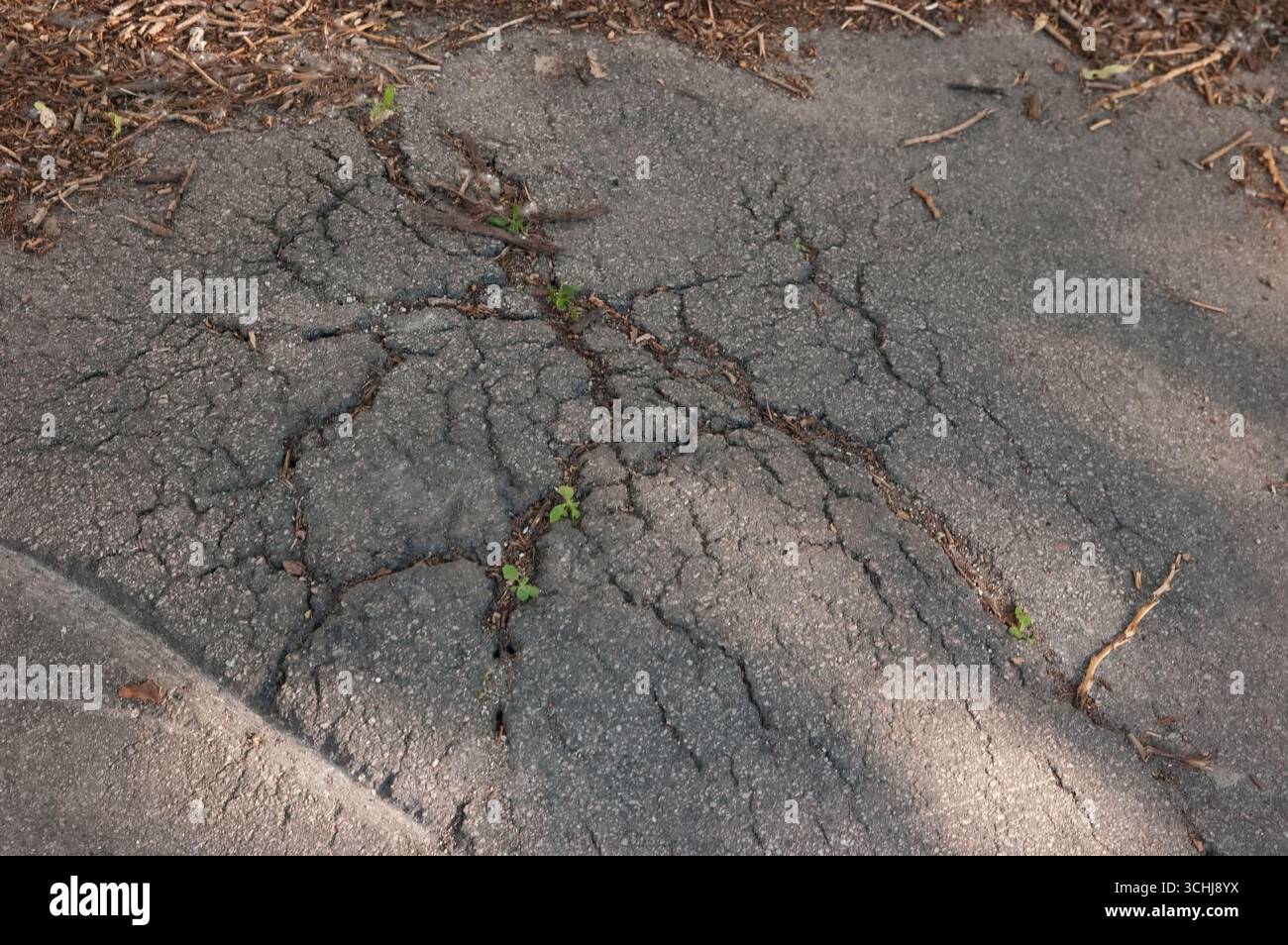 Kleine grüne Pflanzen sprießen durch Risse in Asphalt und zeigen Widerstandsfähigkeit und Leben. Stockfoto