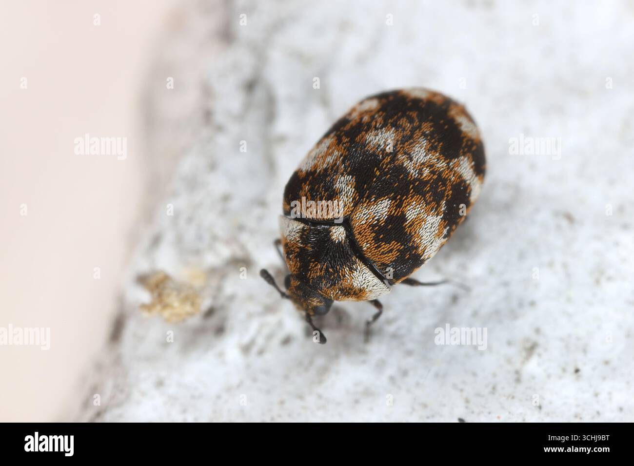 Der häufigste Schädling der Welt in Häusern und Wohnungen. Abwechslungsreicher Teppichkäfer, Anthrenus verbasci. Stockfoto