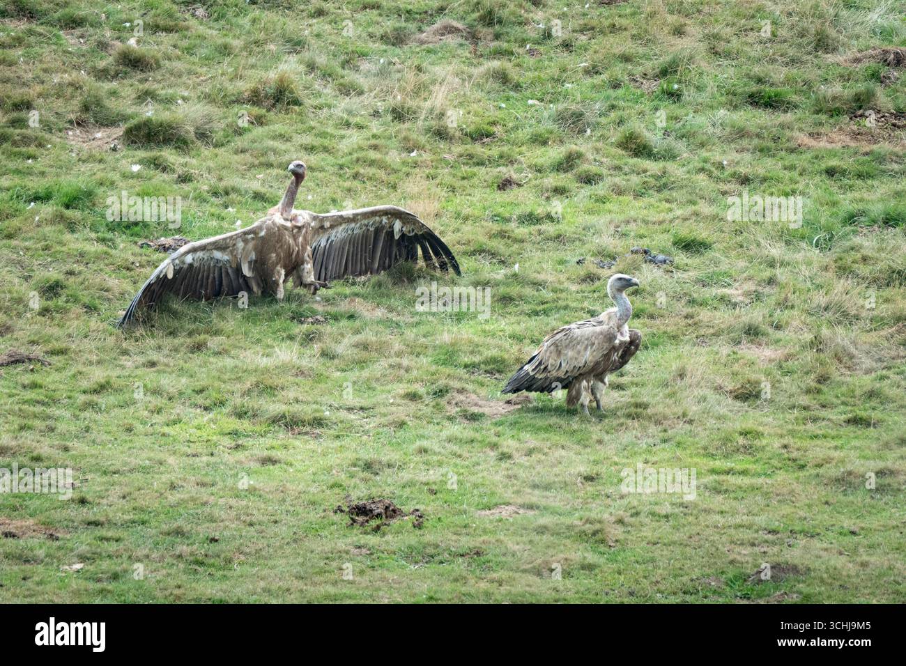 Frankreich, Aucun, 2025-08-31, Geier kreisen um eine tote Kuh. Fotos von Jonathan Cathala. Frankreich, aucun, 2025-08-31, des vautours sont aut Stockfoto