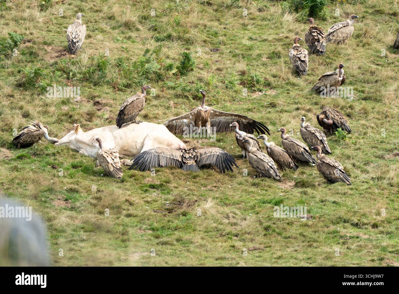 Frankreich, Aucun, 2025-08-31, Geier kreisen um eine tote Kuh. Fotos von Jonathan Cathala. Frankreich, aucun, 2025-08-31, des vautours sont aut Stockfoto