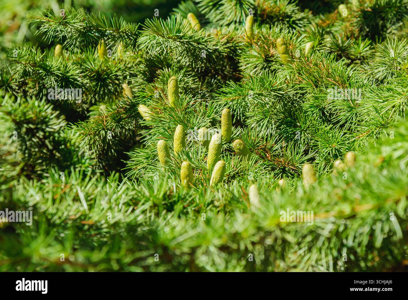 Aus den leuchtend grünen Zweigen tauchen neue Nadelbäume hervor, die im Frühjahr unter hellem Sonnenlicht dem Wald Frische verleihen und die Schönheit des Waldes zum Ausdruck bringen Stockfoto