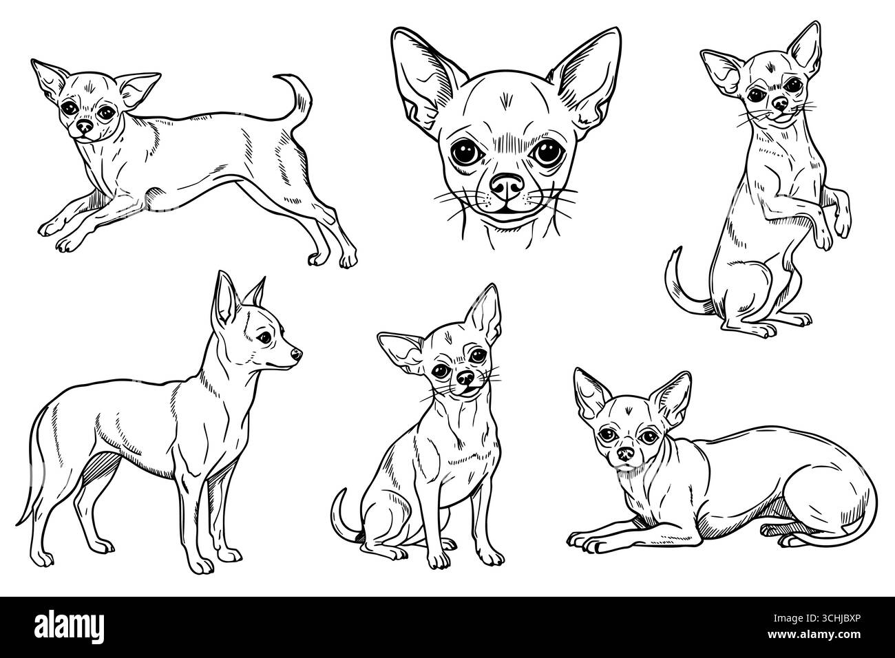 Sechs Skizzen eines Chihuahua-Hundes in verschiedenen Posen. Die Zeichnungen heben die Besonderheiten der Rasse und ihre verspielte Natur hervor. Stock Vektor