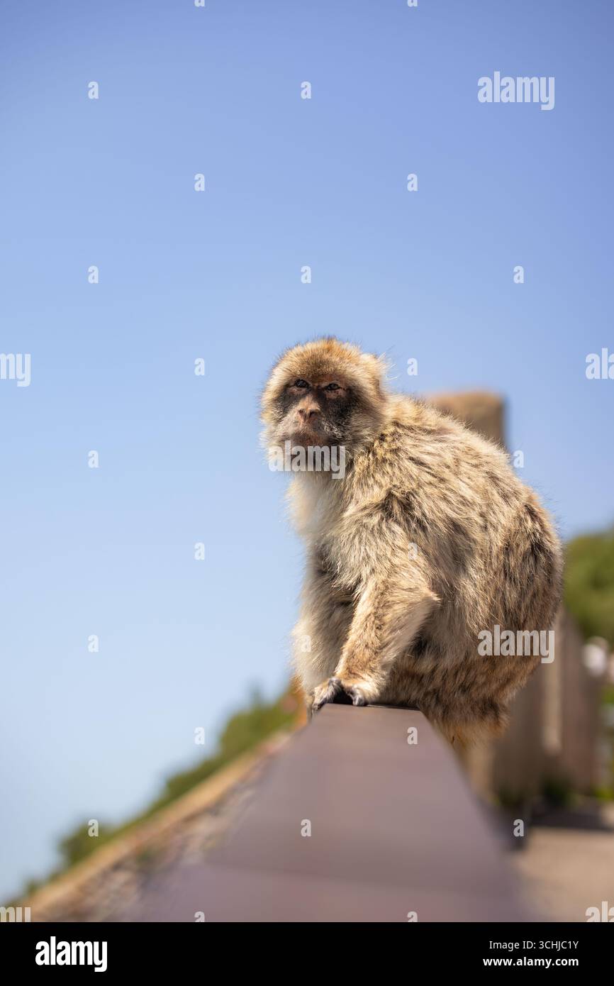 Vertikales Porträt von Berbermakaken während des Sonnentages in Gibraltar. Furriger Barbarenaffen Draußen. Flache Tiefe des vom Aussterben bedrohten Tieres. Stockfoto