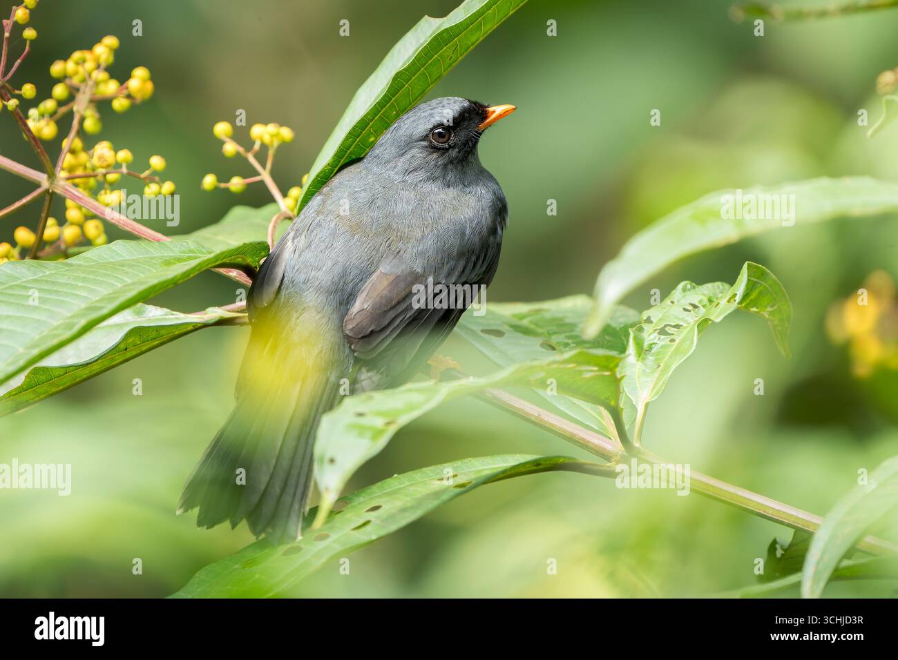 Dorsale Ansicht von Schwarzgesicht-Solitär (Myadestes melanops), der in Costa Rica Fruchtbusch ernährt Stockfoto