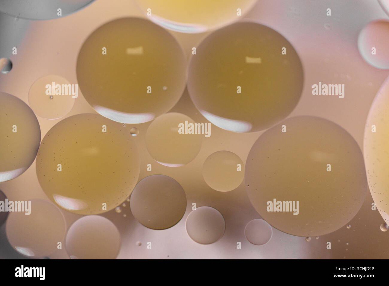 Beige Öltröpfchen unterschiedlicher Größe schweben in Flüssigkeit und überlagern sich in kreisförmigen Formen mit weichen Reflexionen auf neutralem Hintergrund, die in Makros erfasst werden. Stockfoto