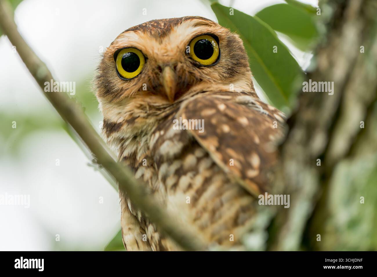 Die Grabeize (Athene cunicularia) starrt von einem Barsch zwischen Ästen herunter Stockfoto
