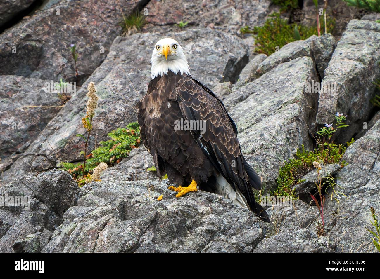 Derpy Weißkopfadler (Haliaeetus leucocephalus) auf Coastal Rocks, Neufundland Stockfoto