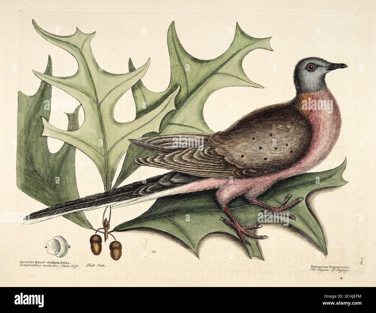 Historisches Illustrationskunstwerk der Passagiertaube (Ectopistes migratorius), früher als Palumbus migratorius bezeichnet, auf einem roten Eichenzweig (Quercus rubra) mit Eicheln. Plate 23 from the Natural History of Carolina, Florida and the Bahama Islands von Mark Catesby, später veröffentlicht mit Hinzufügungen von George Edwards im Jahr 1754. Stockfoto