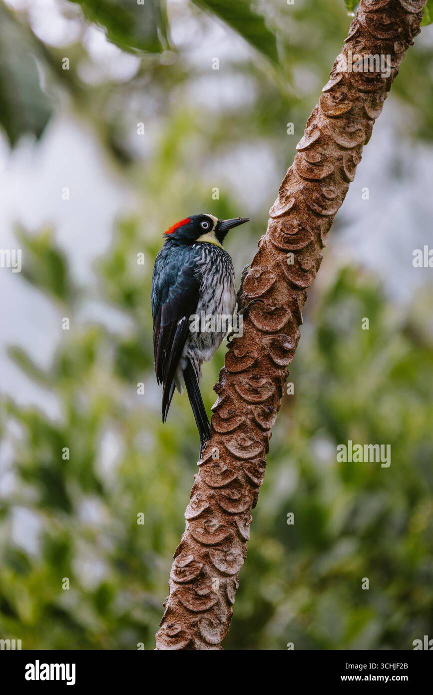 Acornspechte verstauen Tausende Eicheln in Baumlöchern und leben in sozialen Gruppen mit schrulligem Charme und ununterbrochenem Geplauder Stockfoto