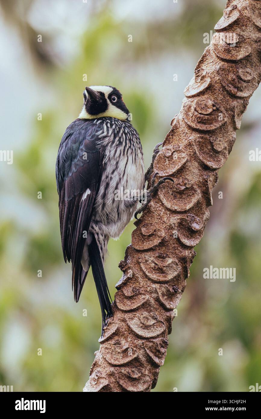 Acornspechte verstauen Tausende Eicheln in Baumlöchern und leben in sozialen Gruppen mit schrulligem Charme und ununterbrochenem Geplauder Stockfoto